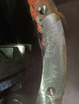 Front Axle Without Abs Lhd 3.55 Ratio Fits 90-99 Cherokee 199365. Fixed Price $879.90.